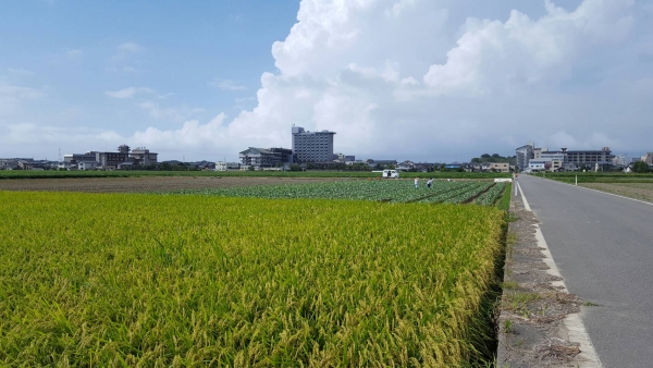 広大な坂井平野