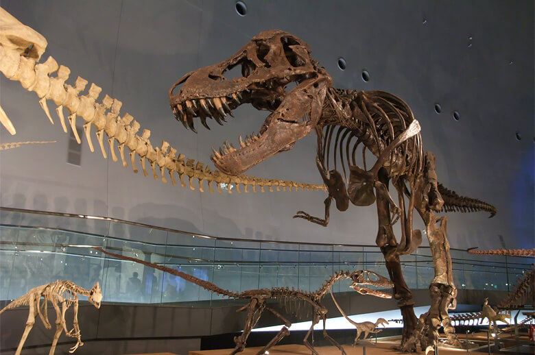 Fukui Prefectural Dinosaur Museum