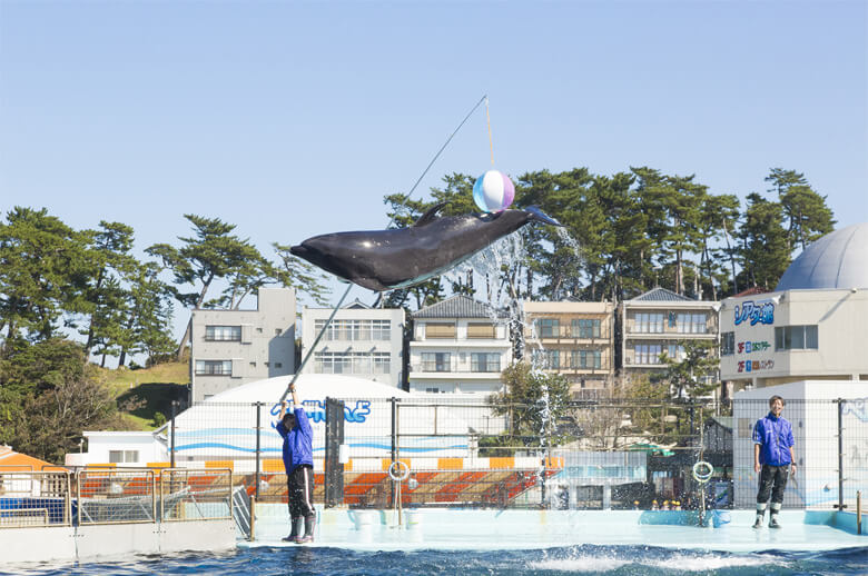 越前松島水族館