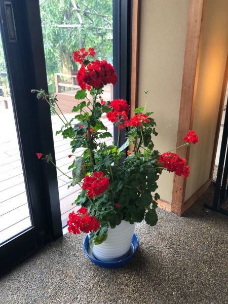 足湯前の花