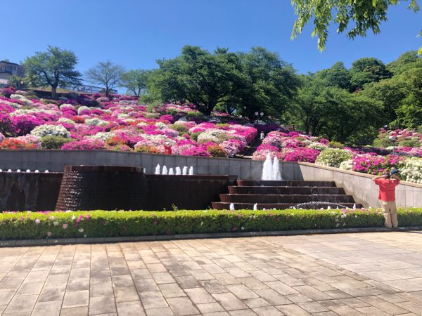 福井県鯖江市ではつつじが満開 あわら温泉 芦原温泉 グランディア芳泉 公式hp