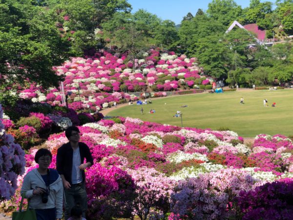 福井県鯖江市ではつつじが満開 あわら温泉 芦原温泉 グランディア芳泉 公式hp