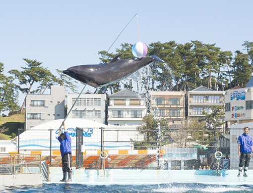 越前松島水族館